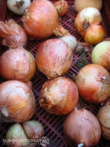 best onion for fajita